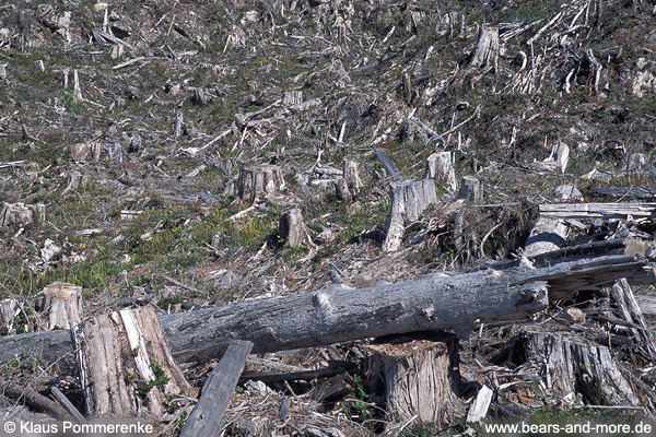 Kahlschlags-Forstwirtschaft in BC / Clearcut forestry in BC