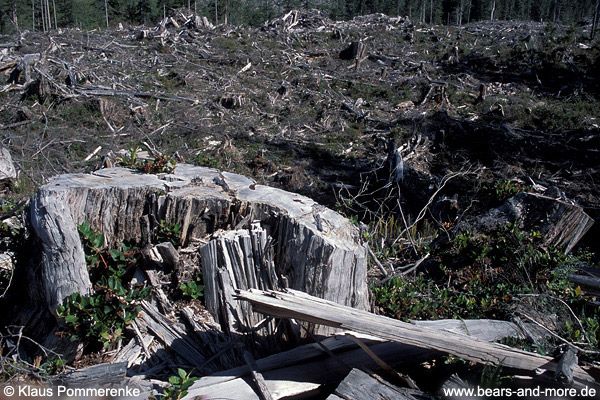 „Weltklasse“-Forstwirtschaft in BC / „World Class“ forestry in BC