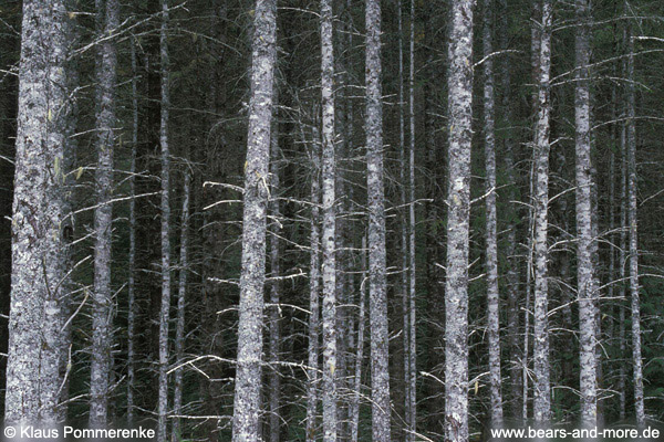 Typischer Holzacker im Sekundärwald / Typical tree plantation
