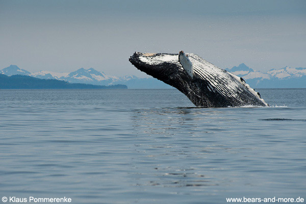 Buckelwal / Humpback Whale (Megaptera novaeangliae)
