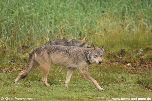 Wolfsrüde / Male Wolf