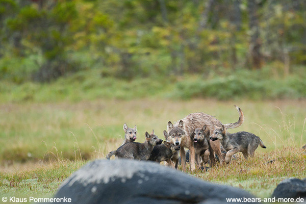 Wolfswelpen betteln um Futter / Wolf Pups begging for food