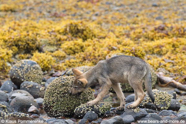 Wolfswelpe frisst Seepocken / Wolf Pup eating Barnacles