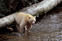 Spirit-Bär / Spirit Bear (Ursus americanus kermodei)