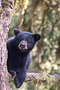 Schwarzbär / Black Bear (Ursus americanus)