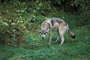 Wolf / Wolf (Canis lupus)
