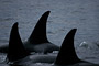 Orca · Schwertwal / Orca (Orcinus orca)