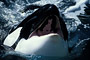 Orca · Schwertwal / Orca (Orcinus orca) [C]