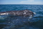 Grauwal / Grey Whale (Eschrichtius robustus)