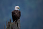 Weißkopfseeadler / Bald Eagle (Haliaeetus leucocephalus)