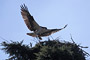 Fischadler / Osprey (Pandion haliaetus)
