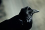 Kolkrabe / Common Raven (Corvus corax)