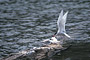 Küstenseeschwalbe / Arctic Tern (Sterna paradisaea)