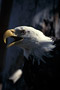 Weißkopfseeadler / Bald Eagle (Haliaeetus leucocephalus)