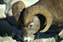 Dickhornschaf / Bighorn Sheep (Ovis canadensis)