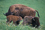 Bison / American Bison (Bison bison)
