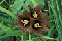 Sarana-Lilie / Chocolate Lily (Fritillaria camschatcensis)
