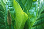 Gelbe Scheinkalla / Skunk Cabbage (Lysichiton americanum)