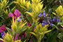 Unalaska Paintbrush (Castilleja unalaschcensis), Tall Bluebells (Mertensia paniculata), Dwarf Fireweed (Epilobium latifolium)