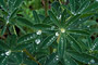 Nootka-Lupinen-Blätter / Leaves of Nootka Lupine (Lupinus nootkatensis)