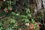 Kanadischer Hartriegel / Bunchberry · Dwarf Dogwood (Cornus canadensis)
