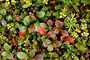 Tundra-Vegetation (Empetrum nigrum, Vaccinium vitis-idaea, Arctostaphylos alpina, Ledum groenlandicum)