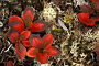 Tundra-Vegetation (Cladonia arbuscula, Arctostaphylos alpina)