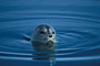 Ringelrobbe / Ringed Seal (Phoca hispida)