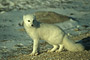Eisfuchs / Arctic Fox (Alopex lagopus)