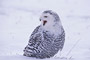 Schnee-Eule / Snowy Owl (Nyctea scandiaca)