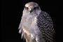 Gerfalke / Gyr Falcon (Falco rusticolus) [C]
