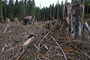 Kahlschlag alter Bäume und Sekundärwald / Clearcut in old-growth forest and second-growth trees