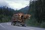 Abtransport von Urwaldholz / Hauling logs