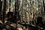 Artenarmer Sekundärwald, wo einst üppiger Urwald war / Tree plantation instead of an old-growth forest
